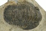 Detailed Gerastos Trilobite Fossil - Morocco #310269-1